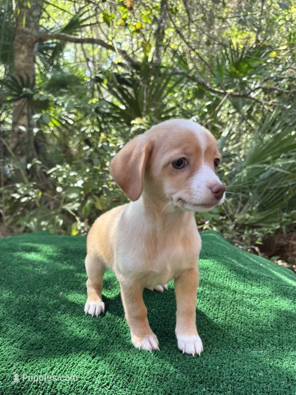 Lulu, a female Chiweenie for sale in Saint Augustine, FL – 1 of 6