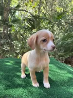 Lulu, a female Chiweenie for sale in Saint Augustine, FL – 1 of 6