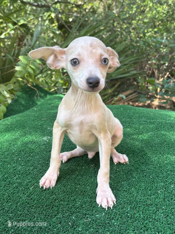 Georgie – Chiweenie puppy for sale in Saint Augustine, FL