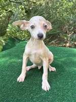 Georgie, a male Chiweenie for sale in Saint Augustine, FL – 1 of 5