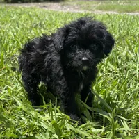 Drama, a female Chipoo for sale in Saint Augustine, FL – 1 of 4