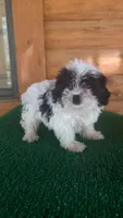 Mickey, a female Yorkipoo for sale in Saint Augustine, FL – 2 of 4
