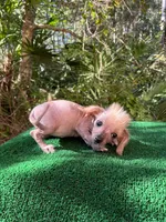 Frizzy, a female Chinese Crested for sale in Saint Augustine, FL – 3 of 5