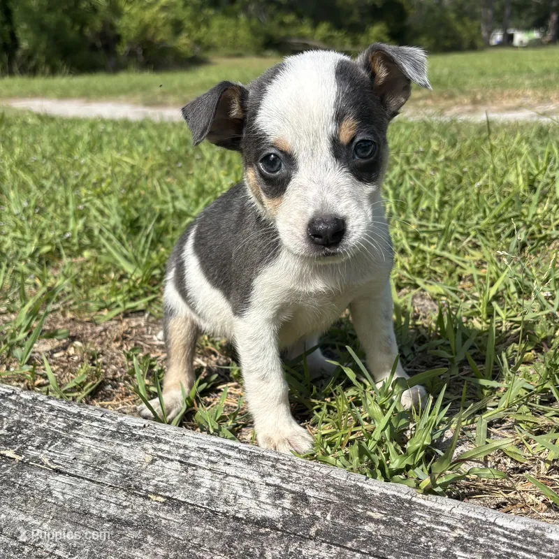 Dallas – Jack Russell Terrier, Chihuahua puppy for sale in Saint Augustine, FL