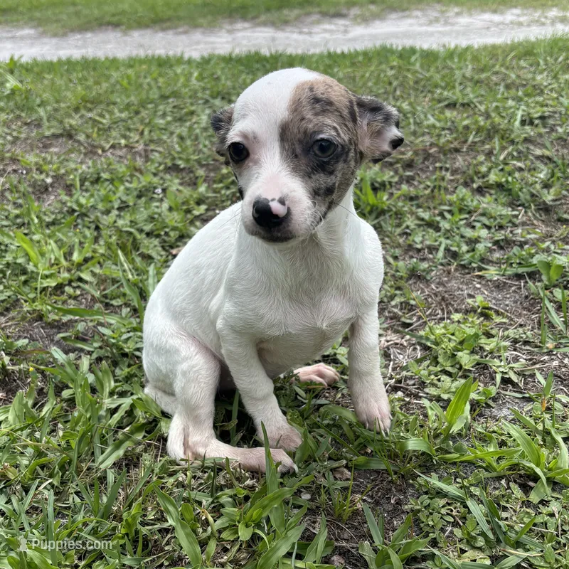 Bubbles – Chiweenie puppy for sale in Saint Augustine, FL