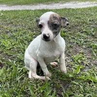 Bubbles, a female Chiweenie for sale in Saint Augustine, FL – 1 of 10