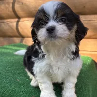 Nelson , a male Shorkie for sale in Saint Augustine, FL – Photo 3 of 8