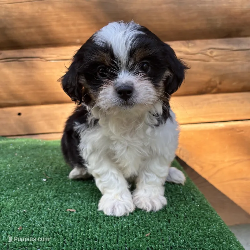 Nelson  – Shorkie puppy for sale in Saint Augustine, FL