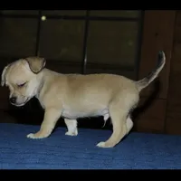 Gilbert, a male Chihuahua for sale in Saint Augustine, FL – Photo 2 of 2