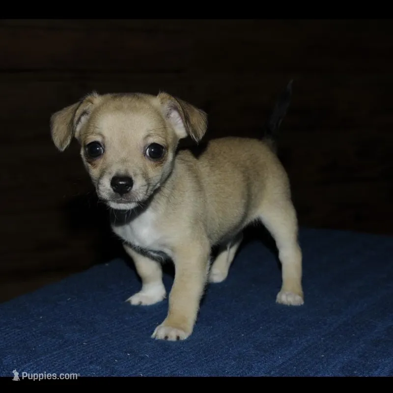 Gilbert – Chihuahua puppy for sale in Saint Augustine, FL