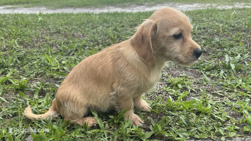 Wesley  – Chiweenie puppy for sale in Saint Augustine, FL