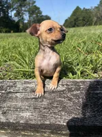 Penny , a female Chihuahua for sale in Saint Augustine, FL – 6 of 7