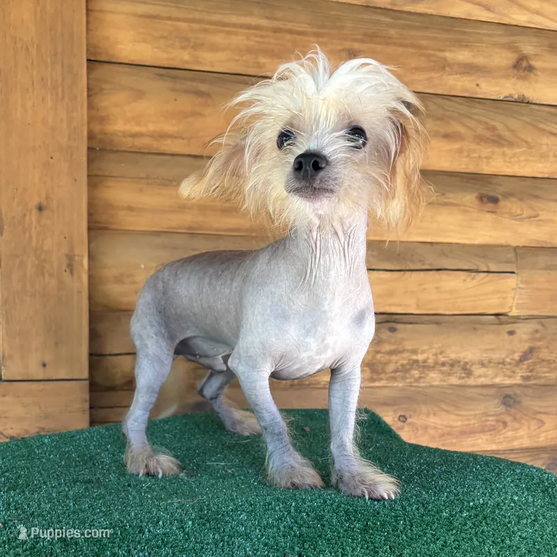 Tito – Chinese Crested puppy for sale in Saint Augustine, FL