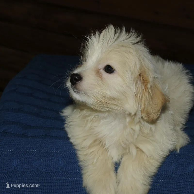 Ruffles , a male Maltipoo for sale in Saint Augustine, FL – Photo 1 of 6