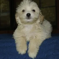 Ruffles , a male Maltipoo for sale in Saint Augustine, FL – Photo 6 of 6
