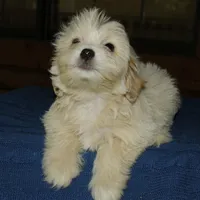 Ruffles , a male Maltipoo for sale in Saint Augustine, FL – Photo 5 of 6