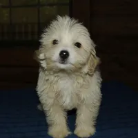Ruffles , a male Maltipoo for sale in Saint Augustine, FL – Photo 3 of 6