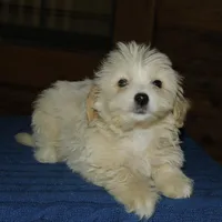 Ruffles , a male Maltipoo for sale in Saint Augustine, FL – Photo 4 of 6