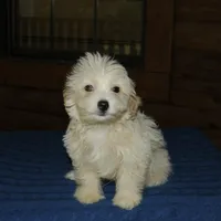 Ruffles , a male Maltipoo for sale in Saint Augustine, FL – Photo 2 of 6