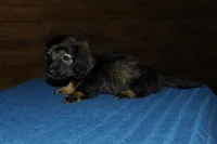 Lincoln, a male Miniature Dachshund for sale in Saint Augustine, FL – Photo 3 of 4