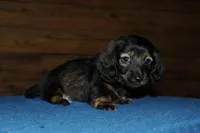 Lincoln, a male Miniature Dachshund for sale in Saint Augustine, FL – Photo 4 of 4