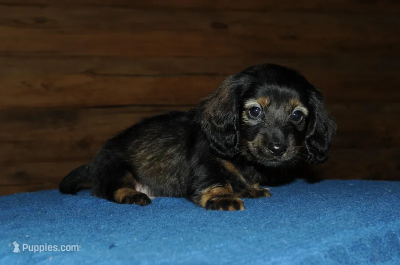 Lincoln – Miniature Dachshund puppy for sale in Saint Augustine, FL