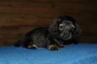 Lincoln, a male Miniature Dachshund for sale in Saint Augustine, FL – Photo 1 of 4