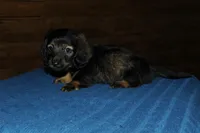 Lincoln, a male Miniature Dachshund for sale in Saint Augustine, FL – Photo 2 of 4