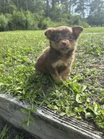 Bear, a male Chihuahua for sale in Saint Augustine, FL – 2 of 3