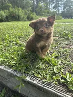 Bear, a male Chihuahua for sale in Saint Augustine, FL – 3 of 3