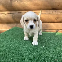 Sugar, a female Poodle - Miniature  and Miniature Dachshund for sale in Saint Augustine, FL – Photo 4 of 7