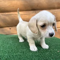 Sugar, a female Poodle - Miniature  and Miniature Dachshund for sale in Saint Augustine, FL – Photo 3 of 7
