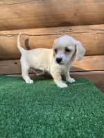 Sugar, a female Poodle - Miniature  and Miniature Dachshund for sale in Saint Augustine, FL – Photo 6 of 7