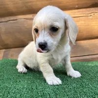 Sugar, a female Poodle - Miniature  and Miniature Dachshund for sale in Saint Augustine, FL – Photo 2 of 7