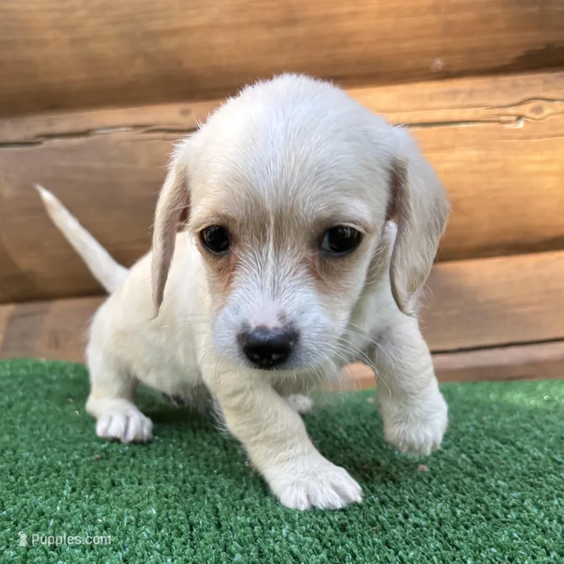 Sugar – Poodle - Miniature , Miniature Dachshund puppy for sale in Saint Augustine, FL