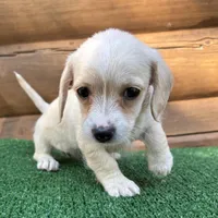 Sugar, a female Poodle - Miniature  and Miniature Dachshund for sale in Saint Augustine, FL – Photo 1 of 7