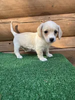 Sugar, a female Poodle - Miniature  and Miniature Dachshund for sale in Saint Augustine, FL – Photo 5 of 7