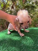 Frizzy, a female Chinese Crested for sale in Saint Augustine, FL – 5 of 5