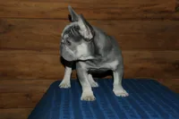 Gambler, a male French Bulldog for sale in Saint Augustine, FL – Photo 4 of 7