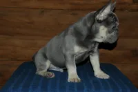 Gambler, a male French Bulldog for sale in Saint Augustine, FL – Photo 6 of 7