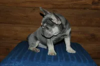 Gambler, a male French Bulldog for sale in Saint Augustine, FL – Photo 7 of 7