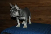 Gambler, a male French Bulldog for sale in Saint Augustine, FL – Photo 3 of 7