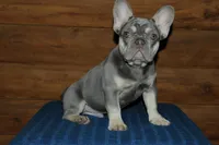 Gambler, a male French Bulldog for sale in Saint Augustine, FL – Photo 5 of 7