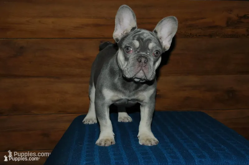 Gambler – French Bulldog puppy for sale in Saint Augustine, FL