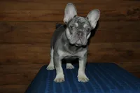 Gambler, a male French Bulldog for sale in Saint Augustine, FL – Photo 2 of 7