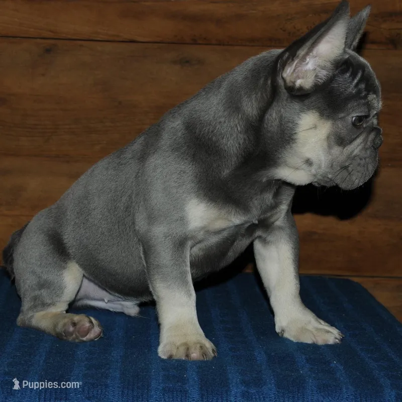 Gambler, a male French Bulldog for sale in Saint Augustine, FL – Photo 1 of 7
