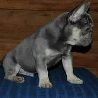 Gambler, a male French Bulldog for sale in Saint Augustine, FL – Photo 1 of 7