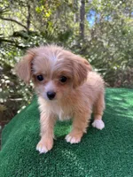 Clover , a female Malchi for sale in Saint Augustine, FL – 2 of 7