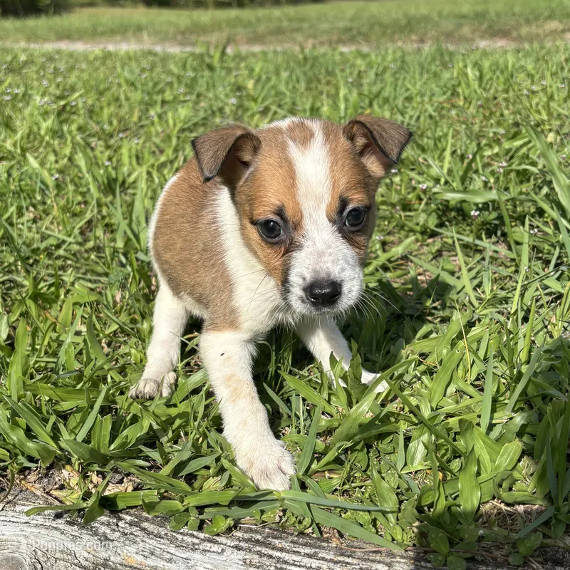 Dixie  – Jack Russell Terrier, Chihuahua puppy for sale in Saint Augustine, FL