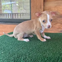 Josie, a female Chiweenie for sale in Saint Augustine, FL – 4 of 5